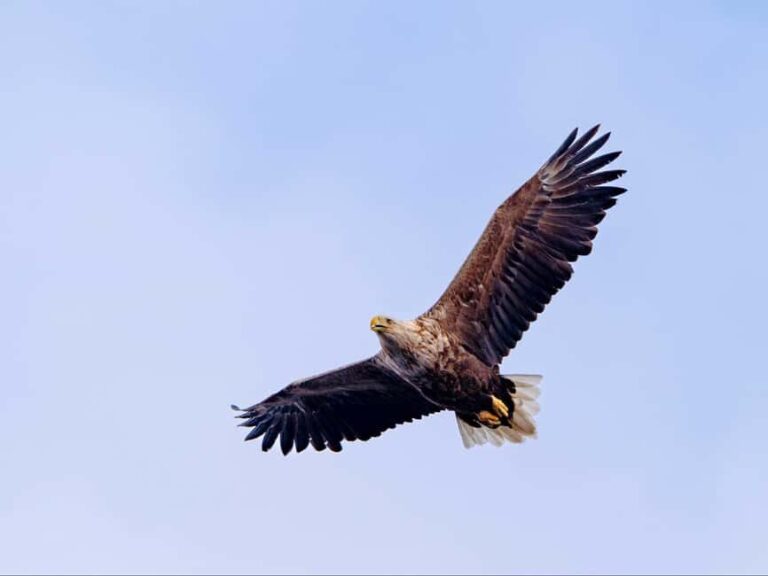 Lofoten: Sea Eagle Sunset Cruise - The Itinerary and What You Can Expect