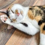 London Cat Cafe: Cat Lounge Entry Ticket - The Value: Is It Worth the Price?