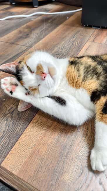 London Cat Cafe: Cat Lounge Entry Ticket - The Value: Is It Worth the Price?