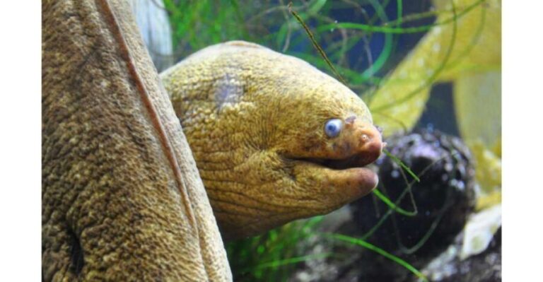 Los Angeles: Heal The Bay Aquarium in Santa Monica - A Closer Look at the Experience