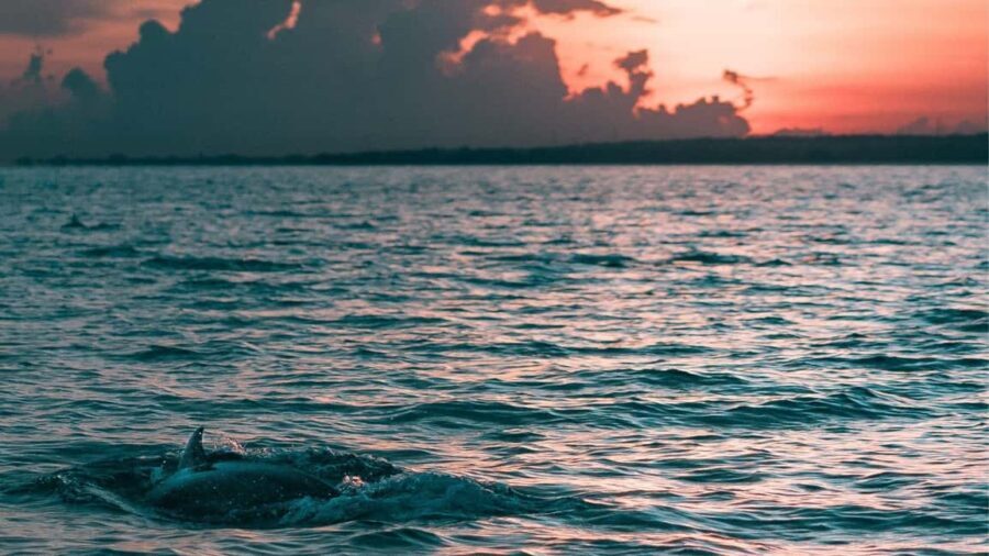 Los Cristianos : Sunset Kayak Safari with Cave & Wildlife - Final Thoughts: Who Will Love This Tour?