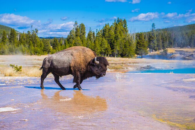 Lower Loop: Hot Springs & Geysers | West Yellowstone | PRIVATE - Yellowstone Canyon and Waterfalls
