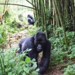 Lowland Gorilla trekking in Kahuzi-Biega National Park - Day 2: Gorilla Trekking in Kahuzi-Biega