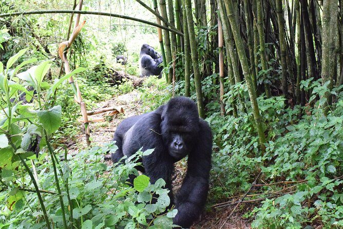 Lowland Gorilla trekking in Kahuzi-Biega National Park - Day 2: Gorilla Trekking in Kahuzi-Biega
