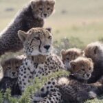 Luxury 2-Day In & Out Garden Route Safari Tour - The value of guided wildlife experiences