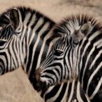 Luxury 5-Day Lesotho, Drakensberg & Safari Tour from Durban - Frequently Asked Questions