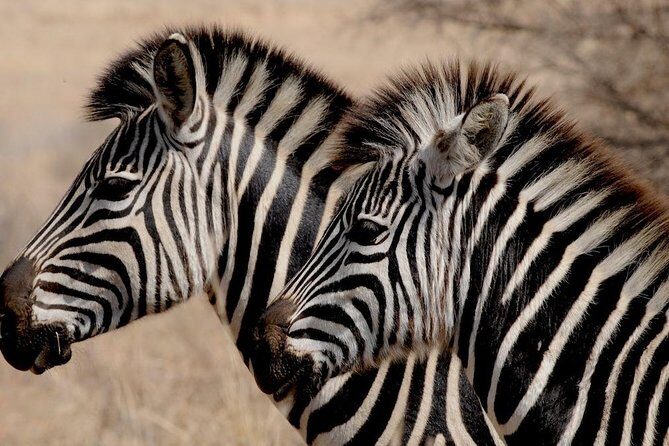 Luxury 5-Day Lesotho, Drakensberg & Safari Tour from Durban - Frequently Asked Questions