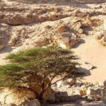 Luxury Desert Safari Tour, Morning & Afternoon from Hurghada - Cultural Interlude in Bedouin Tents