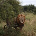 Luxury Okavango Safari - 3 Day - In-Depth Itinerary Breakdown