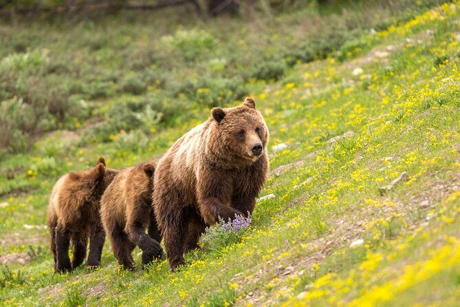Luxury Private Half-Day Grand Teton National Park Tour - Why This Tour Offers Good Value