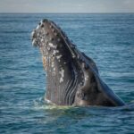 Lyngen: Whale Watching VIP Boat Tour with Lunch - What to Expect: The Itinerary and Experience