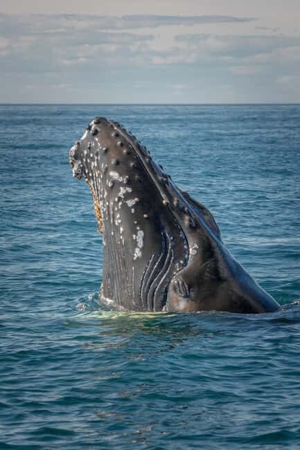 Lyngen: Whale Watching VIP Boat Tour with Lunch - What to Expect: The Itinerary and Experience
