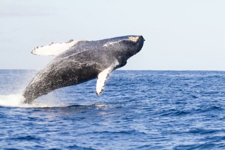 Ma'alaea Harbor: Whale Watching Tour Aboard Power Catamaran - The Itinerary and Onboard Experience
