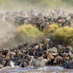 Maasai Mara 3 Day Guided Tour - What Makes This Tour Stand Out?