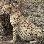 Maasai Mara Day Trip - Final Thoughts: Is It Worth It?