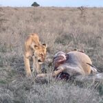 Maasai Mara Day Trip From Nairobi - The Sum Up