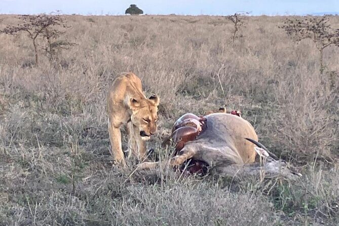 Maasai Mara Day Trip From Nairobi - The Sum Up
