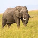 Maasai Mara National Reserve 3-day safari - Who Is This Safari Best Suited For?