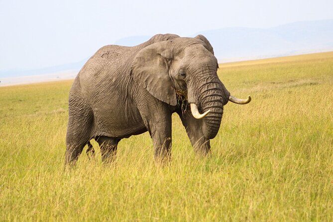 Maasai Mara National Reserve 3-day safari - Who Is This Safari Best Suited For?