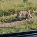 Maasai Mara Safari!! - A Practical Overview of the Maasai Mara Safari
