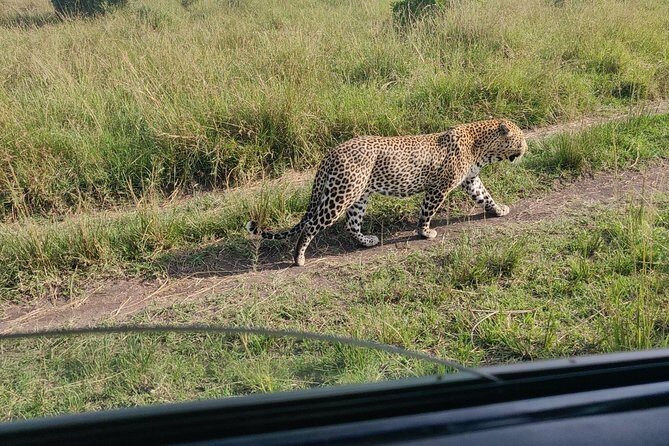 Maasai Mara Safari!! - A Practical Overview of the Maasai Mara Safari