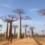 Madagascar 7 Days Baobabs and Lemurs Tour - A Day-by-Day Breakdown