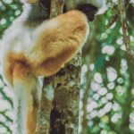 Madagascar Exploring Antananarivo to Andasibe 7 D/6 N (Comfort) - The Sum Up