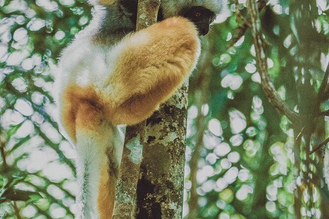 Madagascar Exploring Antananarivo to Andasibe 7 D/6 N (Comfort) - The Sum Up
