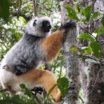 Madagascar in 7 days. Wildlife Expedition and Culture Immersion - Final Thoughts