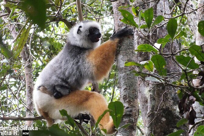 Madagascar in 7 days. Wildlife Expedition and Culture Immersion - Final Thoughts