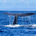 Madeira: Responsible Whales and/or Dolphins Watching Tour - Making the Most of Your Trip