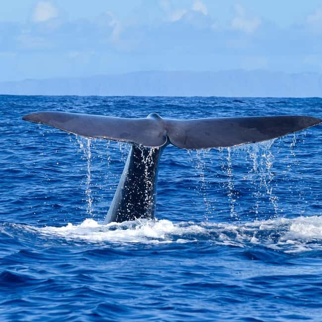 Madeira: Responsible Whales and/or Dolphins Watching Tour - Making the Most of Your Trip