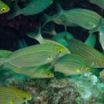 Mallorca: Discover Scuba Diving from the beach - Who Will Love This Experience?