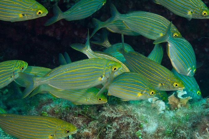 Mallorca: Discover Scuba Diving from the beach - Who Will Love This Experience?