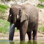 Mambo Gorilla Safaris, is an African based Tour Agency, offering the best ever - Overview of Mambo Gorilla Safaris