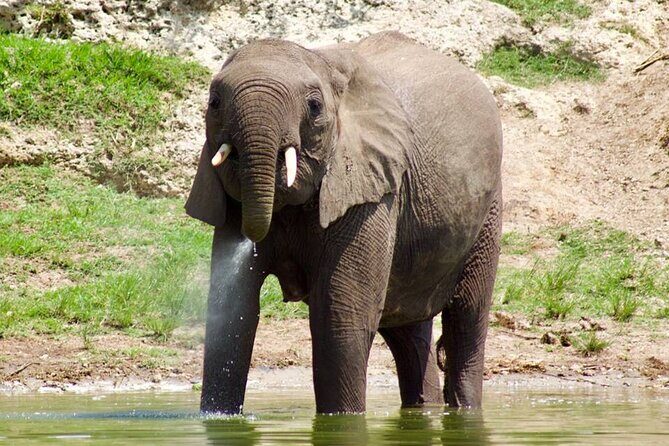 Mambo Gorilla Safaris, is an African based Tour Agency, offering the best ever - Overview of Mambo Gorilla Safaris
