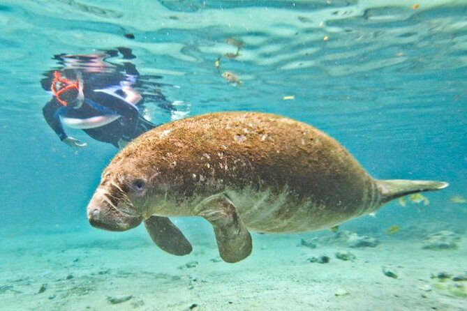Manatee Swim and Wildlife Park with Upgrade Options from Orlando - Authentic Experiences and Honest Insights