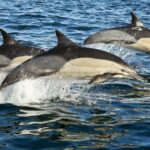 Marine Big 5 Full Day Guided Return Transfer Cape Town - Gansbaai - Who Should Book This Tour?
