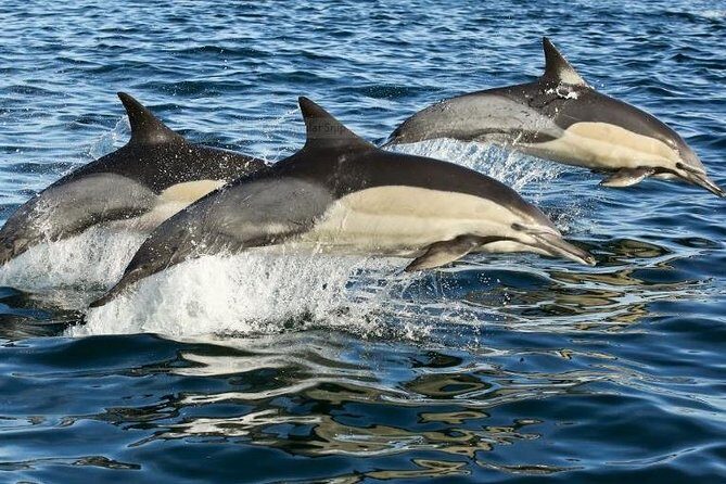 Marine Big 5 Full Day Guided Return Transfer Cape Town - Gansbaai - Who Should Book This Tour?