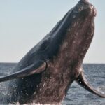 Marine Big 5 Safari full day trip from Cape Town - What the Experience Means for You
