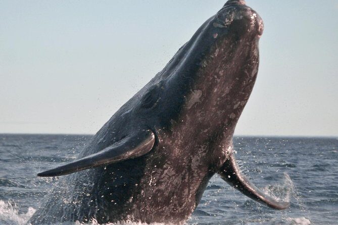 Marine Big 5 Safari full day trip from Cape Town - What the Experience Means for You