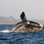 Marine Big 5 Safari: Self-Drive - A Closer Look at the Marine Big 5 Safari Itinerary