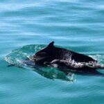 Marine Big 5 Safari with transport from Cape Town - FAQ