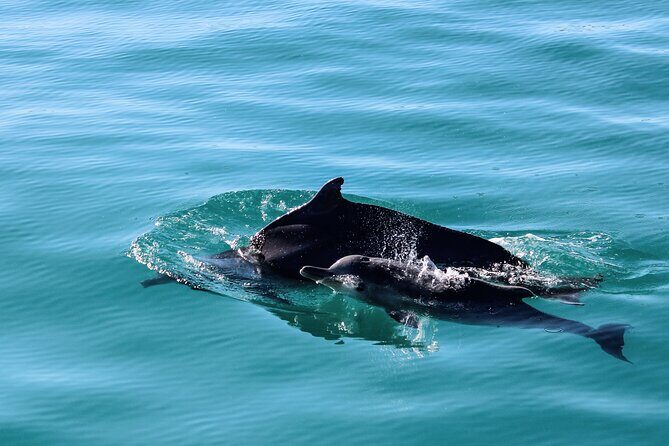 Marine Big 5 Safari with transport from Cape Town - FAQ