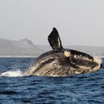 Marine Big 5 Safari with transport from Hermanus - What You Get: The Practicalities