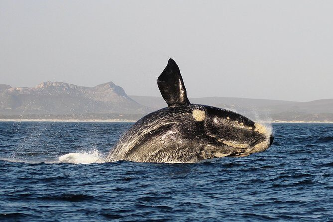 Marine Big 5 Safari with transport from Hermanus - What You Get: The Practicalities