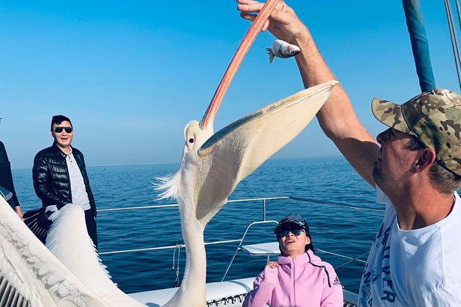 Marine Dolphin Seal Cruise - What Makes It Stand Out?