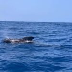 Marine EcoSafari: Whale Watching in a Luxury Zodiac with Hydrophone - Practical Details and Tips