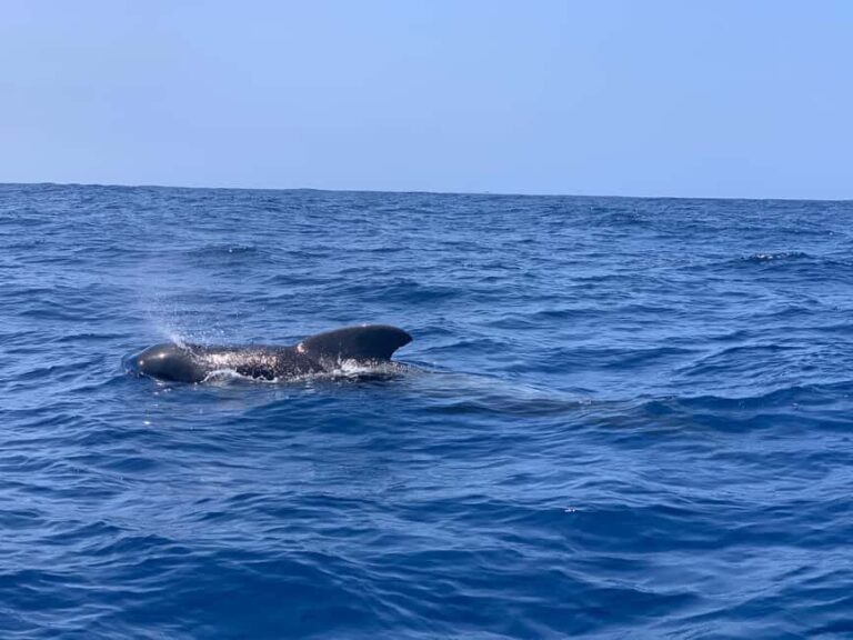 Marine EcoSafari: Whale Watching in a Luxury Zodiac with Hydrophone - Practical Details and Tips