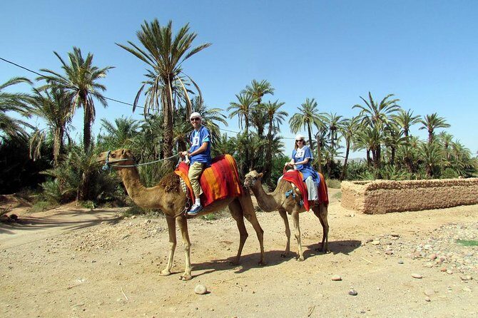 Marrakech Camel Ride at the Palm Groves - Who Is This Tour Best Suited For?
